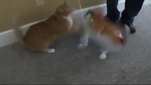 Fat Red Cat Doesn't Like It's Twin