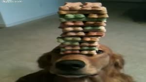 Dog Balances Huge Stack Of Dog Treats