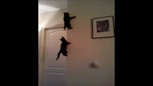 Spider Cats