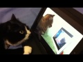 Cat Watches Cat Watching Cat Watching Nyan Cat