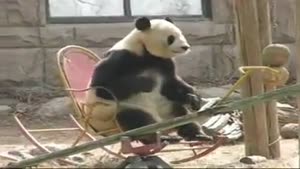 Panda Enjoying A Rocking Chair