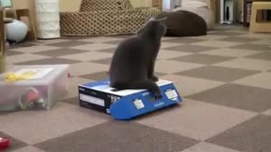 Cat Locks His Friend In A box