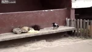 Crow Stealing Cat's Food