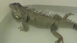 Iguana With A Stomach Problem
