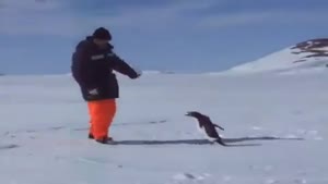 Angry Penguin Is A Winner