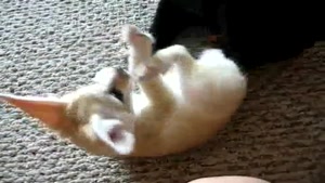 Fennec Fox Plays With Cat
