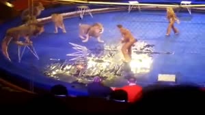 Circus Lion Attack