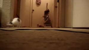 Kittens Vs The Vacuum Cleaner