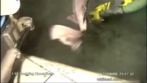 Shark Swallowed By Excavator Pump