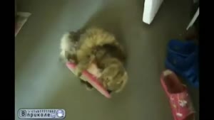 Cat Vs Slipper