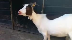 Goat Produces Very Strange Sounds