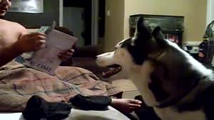 Julia Roberts Terrifies Husky Dog