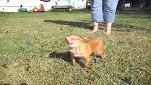Chihuahua With Hay Fever
