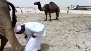 Annoyed Camel Poops On Old Guy's Head