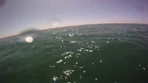 Rowing With A Great White