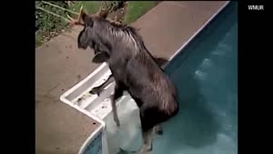 Elk Just Felt Like A Nice Cool Swim In The Pool