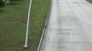 Courageous Bird Crosses Busy Highway