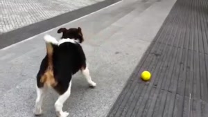 Dog Playing Fetch With Himself