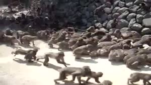 How To Feed Monkeys