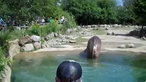 Hippo Doesn't Need Any Toilet Paper