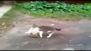 Cat Comes Back From Grocery Shopping