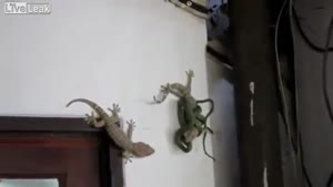 Gecko Saves His Friend From Snake