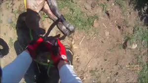 Guy On Motorcycle Rescues Calf 