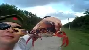 Never Upset A Crab