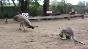 Emu Is Fed Up With Mr. Kangaroo