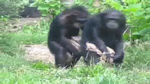 Synchronized Chimpanzees