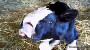 Deformed Calf Born