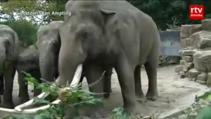 Elephant Falls And Breaks One Of His Tusks