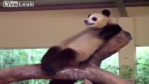 Panda Pees In Other Panda's Mouth