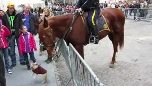 Dog Meets Horse