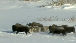 Wolf Pack Get's Unexpected Help