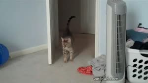 Cautious Cat Surprised