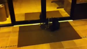 Dog Takes An Acrobatic Pee