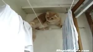 Cat Balances On Clotheslines