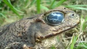 Toad Has A Scary Visitor In His Body