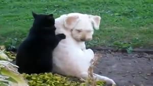 Cat Gives The Dog A Relaxing Massage