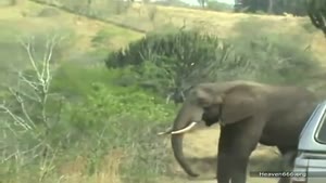 Woman Intriged By Elephant's Shlong