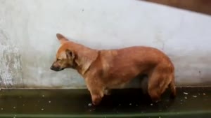 Dog Falls Asleep But Wakes Up Real Fast Again