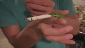 Lizard Addicted To Smoking Cigarettes