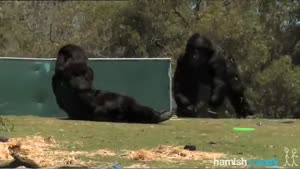 Awesome Gorilla Prank At The Zoo