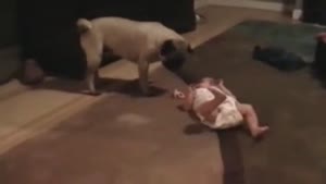 Pug Stealing Baby's Dummy