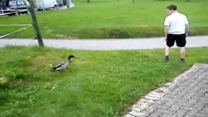 Ninja Duck Sneaks Closer