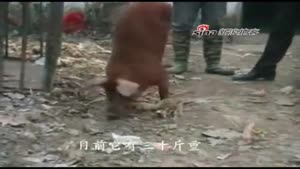 Disabled Piggy Learns To Walk