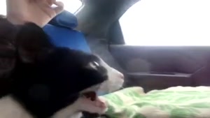 Cat freaks out in car