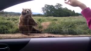 Grizzly Bear Waves Back