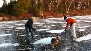 Saving A Deer From A Frozen Lake